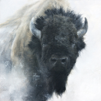 Attitude by Doyle Hostetler