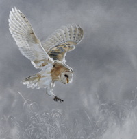 Mornings' Silent Chill by Doyle Hostetler