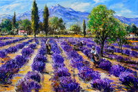Provence Lavender Field by Manfred Rapp