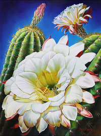 Blooming Cereus by Nance Franklin