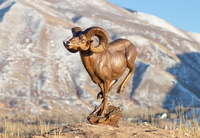 On the Move (Life-size) by Raymond Gibby