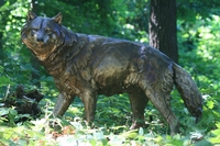 Pack Leader by Raymond Gibby