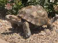 Slow and Steady by Raymond Gibby