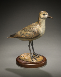 Standing Golden Plover by Raymond Gibby