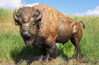 The Survivor (life-size) by Raymond Gibby