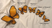 Butterfly-Monarch-Sizes by Ron & Sheila Ruiz