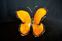 Her Majesty Monarch by Ron & Sheila Ruiz