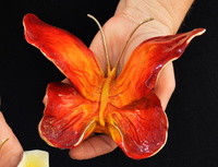 Little Emperor Flame by Ron & Sheila Ruiz
