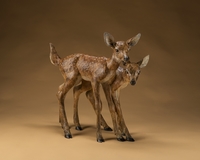 All Legs by Star Liana York