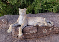 Cougar-small by Star Liana York