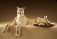 Cougar by Star Liana York