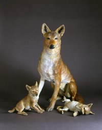 Coyote and Pups by Star Liana York