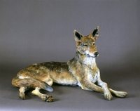 Coyote II by Star Liana York