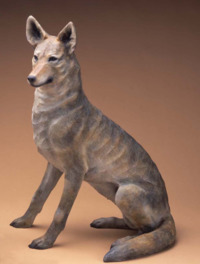 Coyote III by Star Liana York