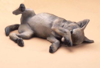 Coyote Pup LD by Star Liana York