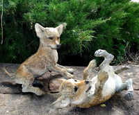 Coyote Pups by Star Liana York