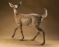 Key Deer by Star Liana York