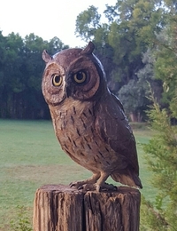 Owlette by Star Liana York