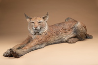 Purrfect Lazy day by Star Liana York